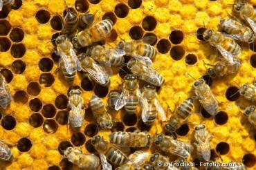 Mortalité des abeilles : le Parlement européen alerte l'opinion