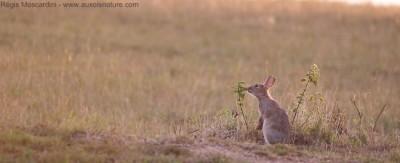 Technique : comment photographier l’instant décisif en photo animalière