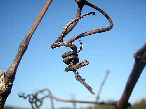 LES VRILLES DE LA VIGNE (6)