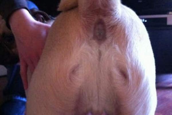 Jésus prend forme sur l’anus d’un chien.