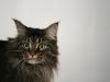 maine-coon-chrisd2006