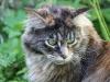 maine-coon-chat-gypsy-cob