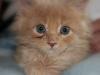 maine-coon-kitten-eleda1