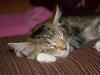maine-coon-reedcat