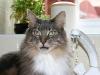 maine-coon-jack-daw