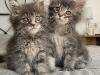 maine-coon-kitten-barbarella