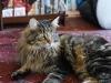 maine-coon-david-on-lrm