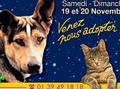 Noël animaux