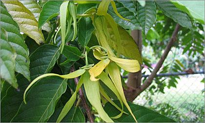 Terroir huile-essentielle Ylang-Ylang 1