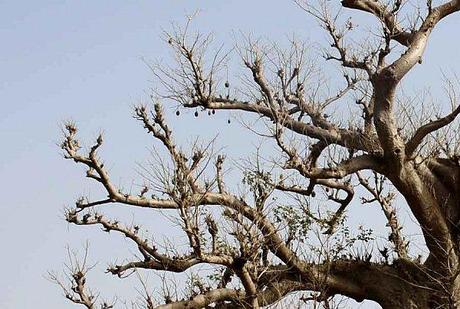 baobab-fruits.jpg