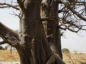 Carte postale d'Afrique baobabs