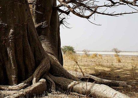 baobab-panorama.jpg