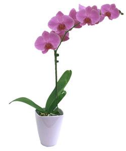 On m'a offert une Orchidée Phalaenopsis