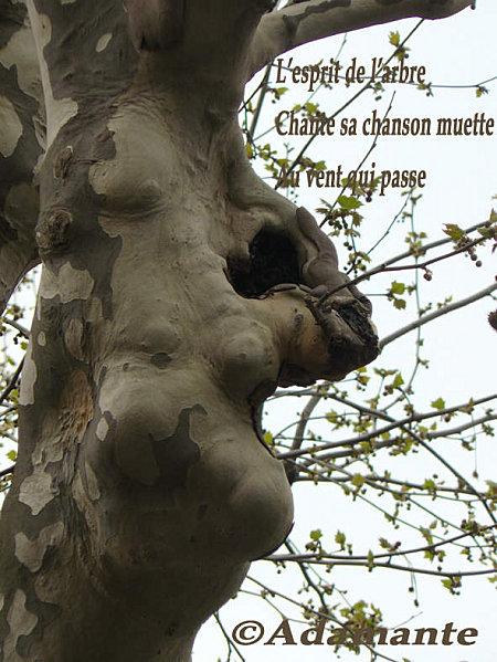 L-esprit-de-l-arbre.jpg
