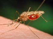 Résistance mystère paludisme révélée