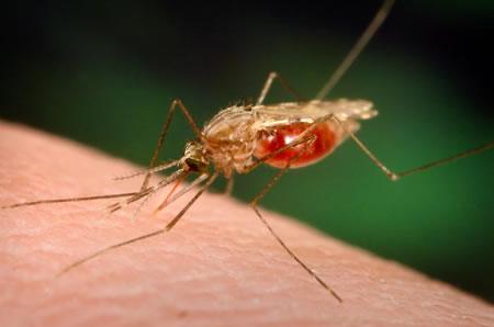 les secrets de malaria