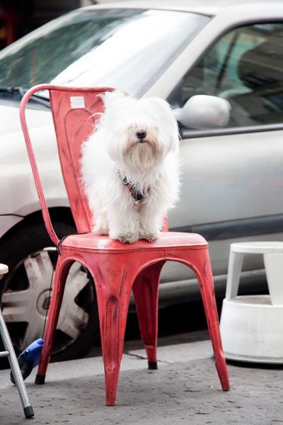 Ouaf - Chien