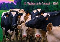 Troupeau de curieuses