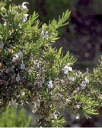 Se soigner par les plantes n°7