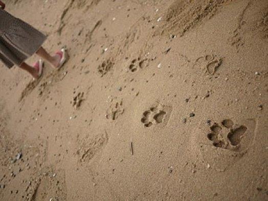 footprint-sandal-2.jpg