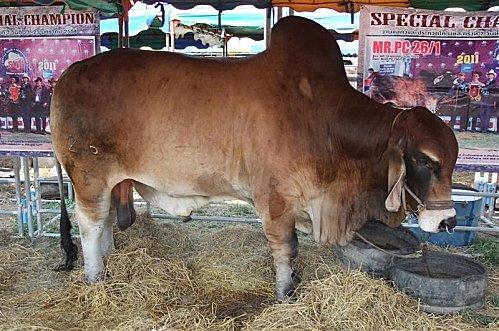 2011-11-20 00-01-11 - DSCF0555 (Medium)