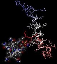 PERTE DE POIDS: Un chewing gum à l’hormone de la satiété – Journal of Medicinal Chemistry