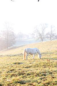 cheval-brume--.JPG