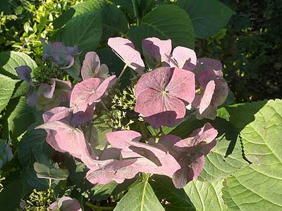Ils nous avaient promis de la pluie et puisque c'est le b...