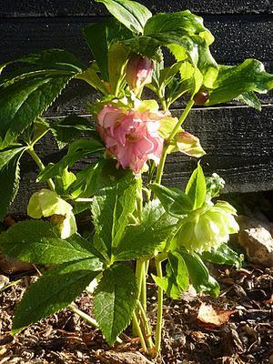 Ils nous avaient promis de la pluie et puisque c'est le b...