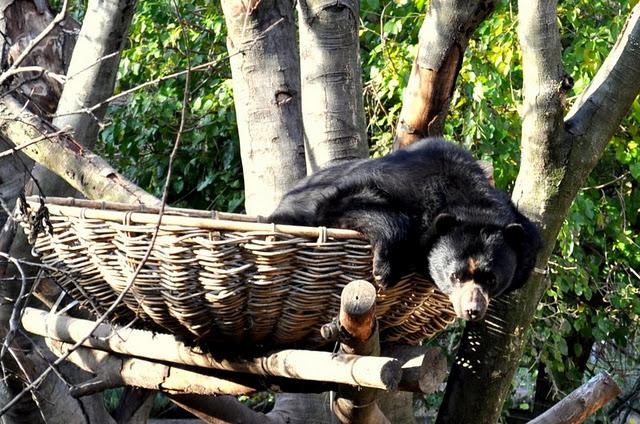 Au parc de la Tête d'Or, les feuilles mortes se ramassent à la pelle...