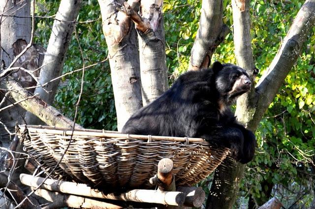 Au parc de la Tête d'Or, les feuilles mortes se ramassent à la pelle...
