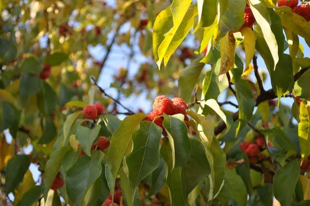Au parc de la Tête d'Or, les feuilles mortes se ramassent à la pelle...