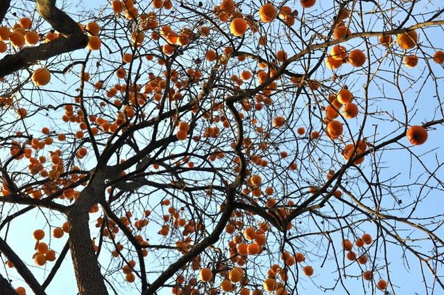 Au parc de la Tête d'Or, les feuilles mortes se ramassent à la pelle...