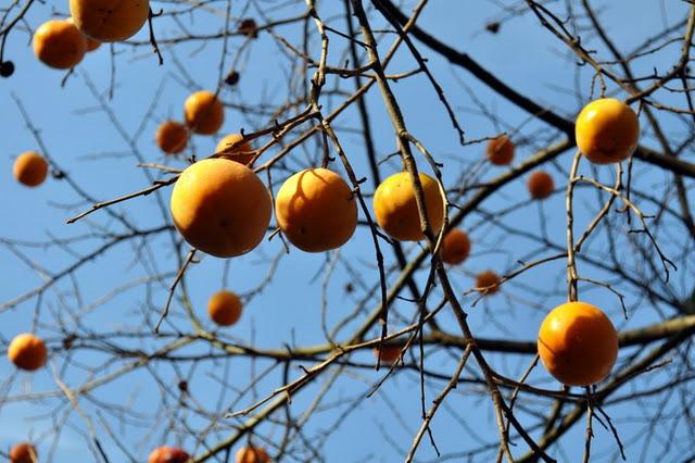 Au parc de la Tête d'Or, les feuilles mortes se ramassent à la pelle...