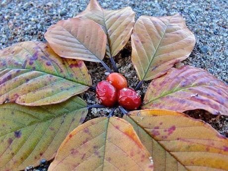 Je seme de graines pour récolter des images... DSC05509