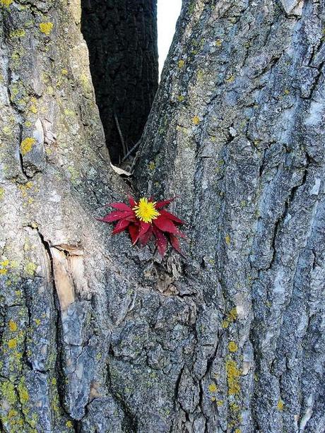 Je seme de graines pour récolter des images... DSC05538