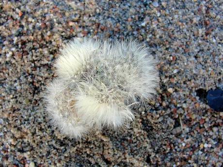 Je seme de graines pour récolter des images... DSC05521