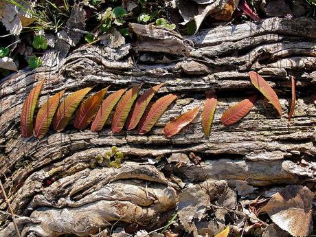 Je seme de graines pour récolter des images... DSC05491