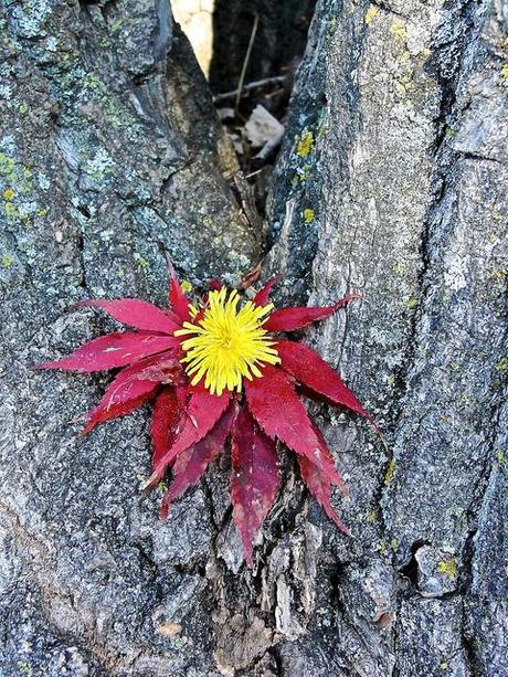 Je seme de graines pour récolter des images... DSC05542