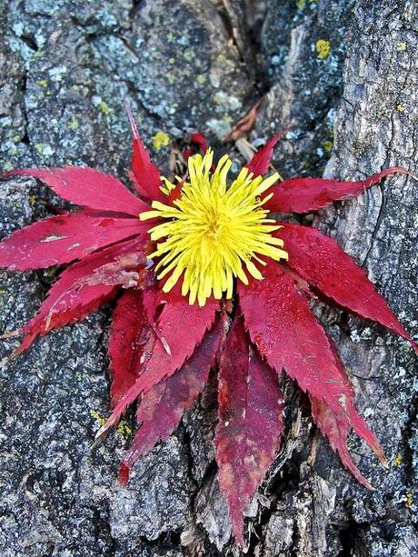 Je seme de graines pour récolter des images... DSC05541