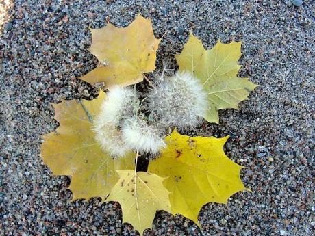 Je seme de graines pour récolter des images... DSC05526