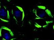 ANTI-CANCÉREUX: nouvel inhibiteur pour rivaliser avec Taxol Journal l’American Chemical Society