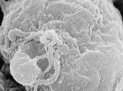 VACCIN anti VIH: Espoir avec anticorps sucre virus Nature Science