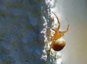 Cette petite épeire joue cache-cache...