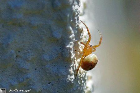 Épeire alsine • Araneus alsine