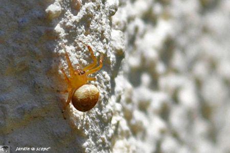 Épeire alsine • Araneus alsine
