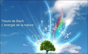 Ménopause et Fleur de Bach !