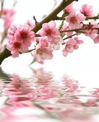 Ménopause et Fleur de Bach !