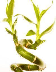 Le bambou pour une beauté naturelle et bio !