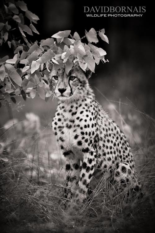 Wildlife Photography in South Africa